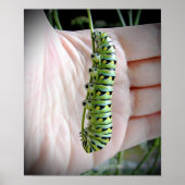 Poster Caterpillar noire (Devant)