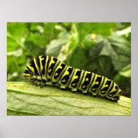 Caterpillar noire
