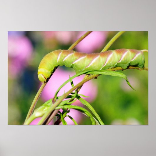 Poster Caterpillar of Privet Hawk Moth papillon (Devant)