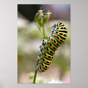 Poster Caterpillar sur herbe