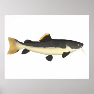 Poster Catfish