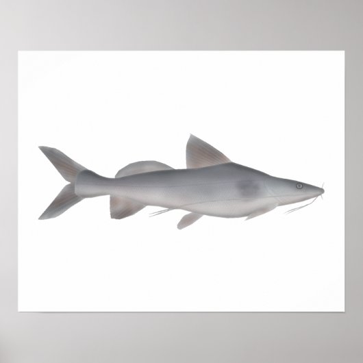 Poster Catfish à long whisky (Devant)
