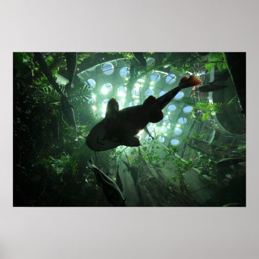 Poster Catfish géant (Devant)