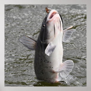 Poster Catfish prend l'appât
