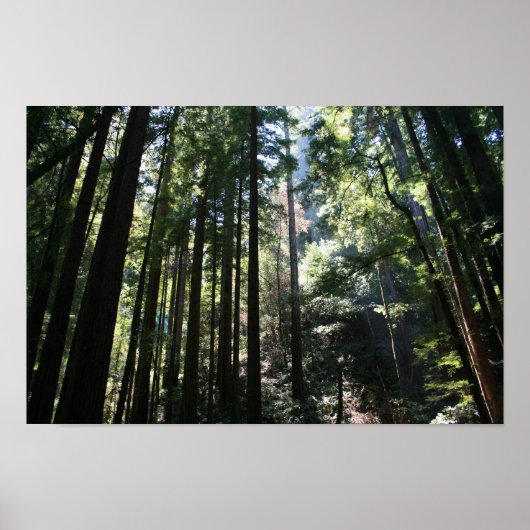 Poster "Cathédrale des arbres", Muir Woods (Devant)
