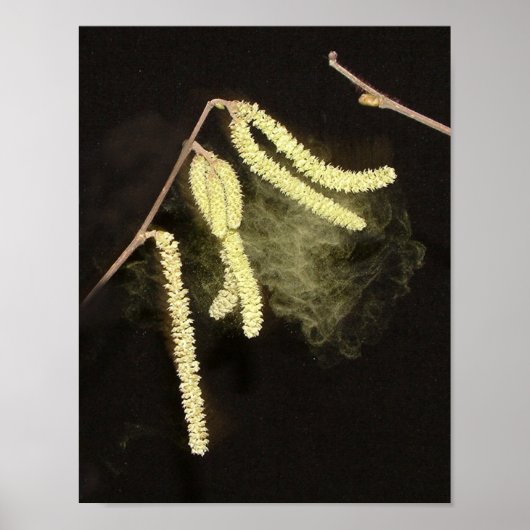 Poster Catkins pollinisant (Devant)
