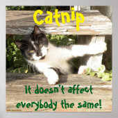 Poster "Catnip", cats, funny, humor, cute, gift  (Devant)