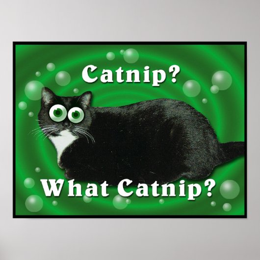 Poster Catnip Kitty (Devant)