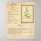 POSTER CATNIP MAGICK HERB (Devant)