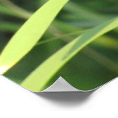 Poster Cattail au coucher du soleil (Coin)