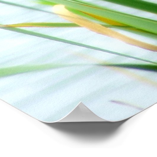 Poster Cattails (Coin)