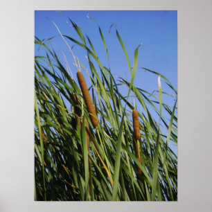 Poster Cattails