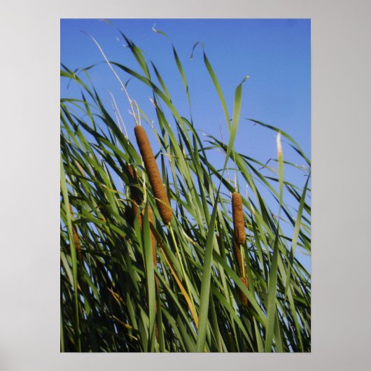 Poster Cattails (Devant)
