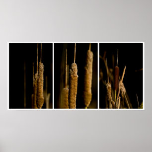 Poster Cattails