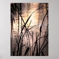 Cattails au coucher du soleil