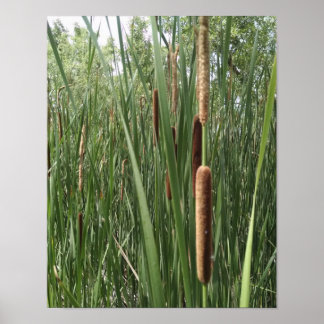 Poster Cattails dans les zones humides, éclairés par la l