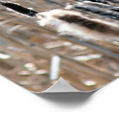 Poster Cattails Fluffés Au Printemps Nature (Coin)