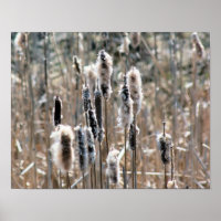 Cattails Fluffés Au Printemps Nature