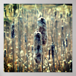 Poster Cattails Fluffés Dans La Nature Du Printemps