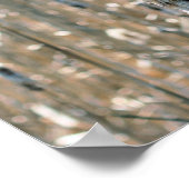 Poster Cattails Fluffés Dans La Nature Du Printemps (Coin)