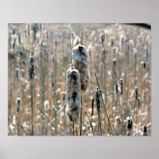 Poster Cattails Fluffés Dans La Nature Du Printemps (Devant)