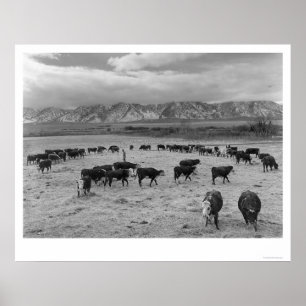 Poster Cattle In South Farm 1943