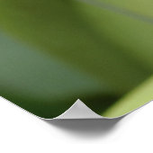 Poster Cattleya (Coin)