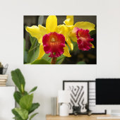 Poster Cattleya (Bureau à domicile)