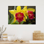 Poster Cattleya (Cuisine)