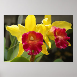 Poster Cattleya