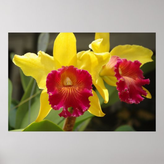 Poster Cattleya (Devant)