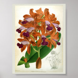 Poster Cattleya Guttata Leopoldii Vintage Lindenia Orchid