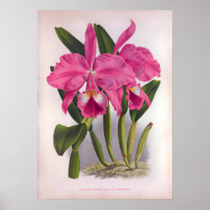 Poster Cattleya Labiata Orchidées Vintages roses profonde