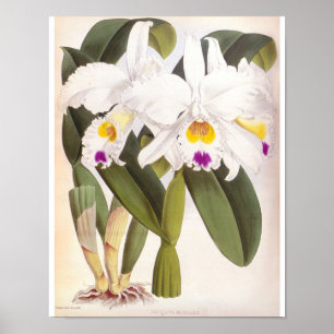 Poster Cattleya Morgane Vintage Lindenia Orchid