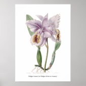 Poster Cattleya mossiae (Devant)