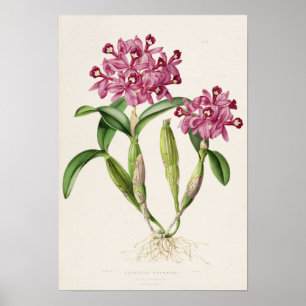 Poster Cattleya skinneri par Bateman Orchid Print