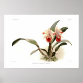 Poster Cattleya trianae (Devant)