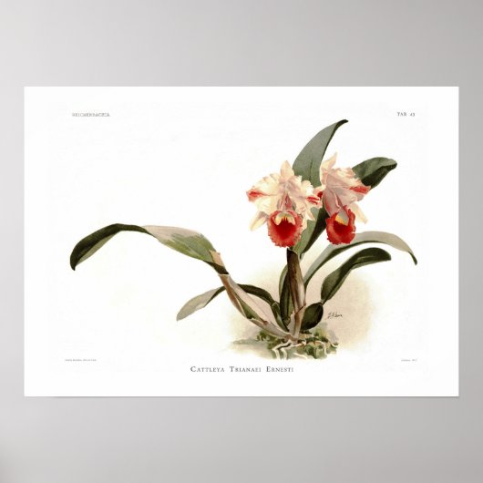 Poster Cattleya trianae (Devant)