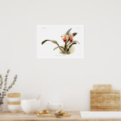 Poster Cattleya trianae (Cuisine)