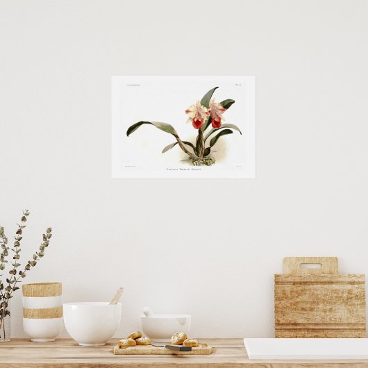 Poster Cattleya trianae (Cuisine)