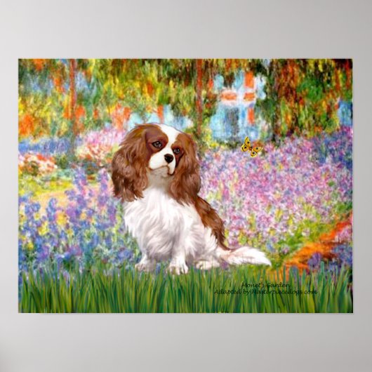 Poster Cavalier King Charles (Blenheim) - Jardin (Devant)