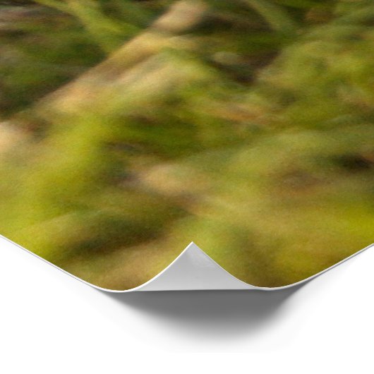 Poster Cavalier King Charles Spaniel (Coin)