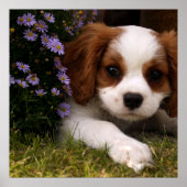 Poster Cavalier King Charles Spaniel (Devant)