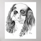 Poster Cavalier King Charles Spaniel (Devant)