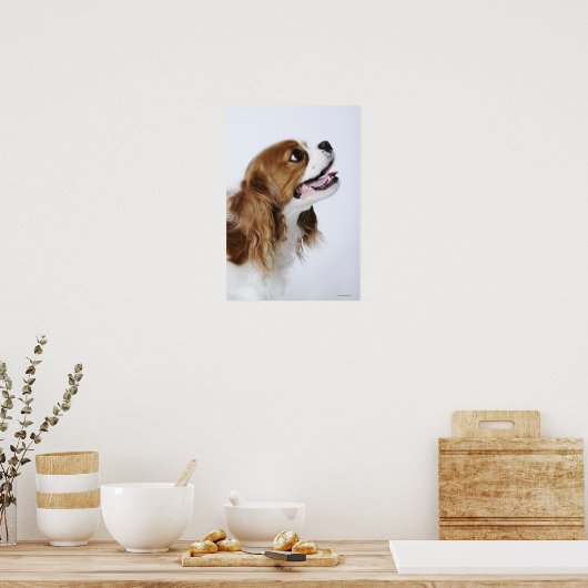 Poster Cavalier King Charles Spaniel (Cuisine)