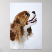 Poster Cavalier King Charles Spaniel (Devant)
