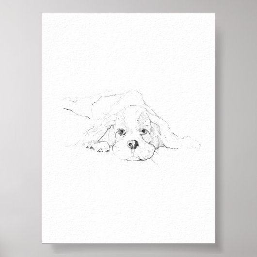 Poster Cavalier King Charles Spaniel Animal de compagnie (Devant)
