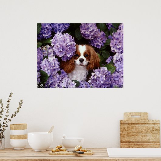 Poster Cavalier King Charles Spaniel Chien (Cuisine)