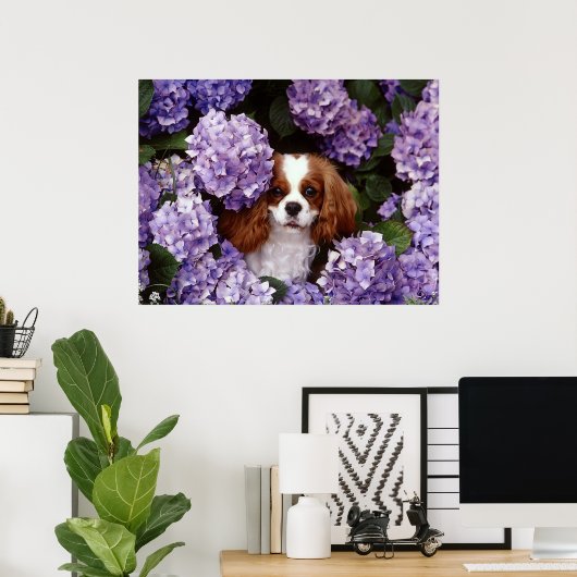 Poster Cavalier King Charles Spaniel Chien (Bureau à domicile)
