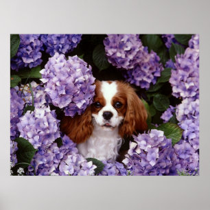 Poster Cavalier King Charles Spaniel Chien